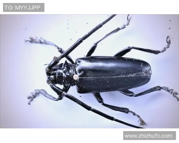 探索3D天牛图库的奇妙世界与生物多样性之美