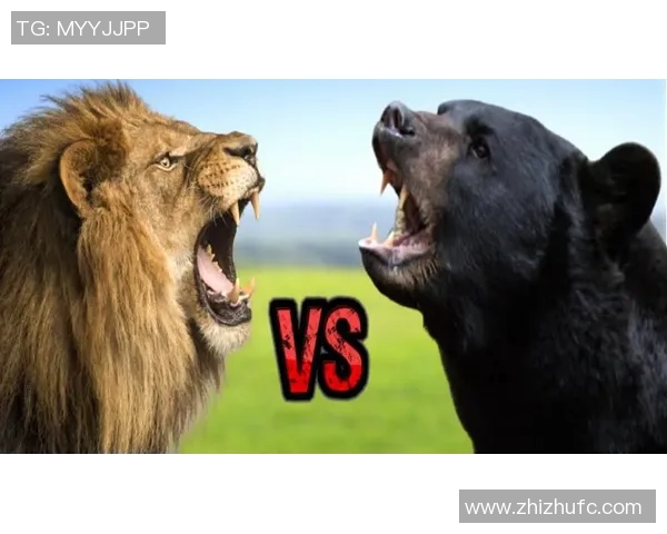 腾飞之狮与澳门黑熊的巅峰对决谁将成为胜利的王者 腾飞之狮与澳门黑熊的巅峰对决谁将成为胜利的王者